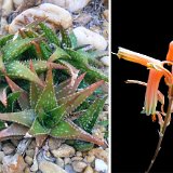 Aloe jucunda ©JLcoll.305.jpg